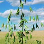 A global team of scientists have developed a reference genome for oats, which will be a powerful new tool in the hands of plant breeders. | File photo