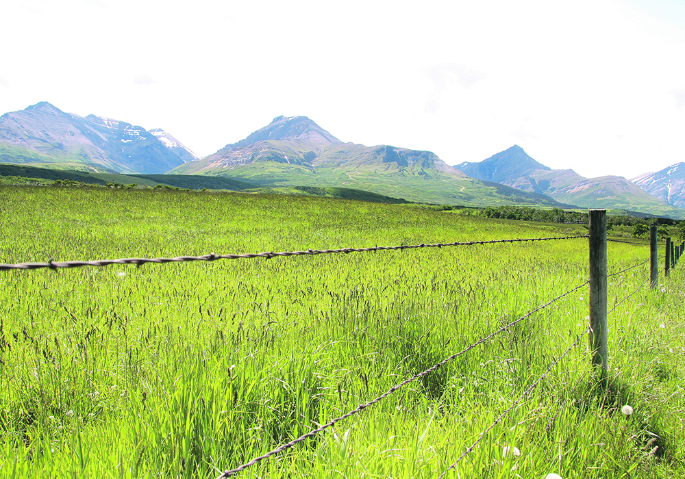 Genetic modification is actually a natural occurrence, and research led by the University of Sheffield is the first to show the frequency by which grasses incorporate DNA from other species in a process called lateral gene transfer. | File photo