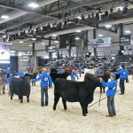 Junior exhibitors line up to see which one will be named extreme female champion. | Melissa Jeffers-Bezan photo