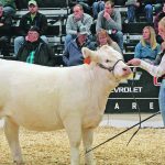Patrik Gustafsson, middle left, and Emil Martensson from Sweden watch a class during the Charolais show at Canadian Western Agribition. In the ring is an entry from Elder Charolais at Coronach, Sask. | Karen Briere photo