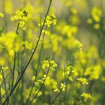 MustGrow Biologics Corp. uses mustard grown in Saskatchewan and Alberta to make TerraSante, a bio-fertility product. | Getty Images
