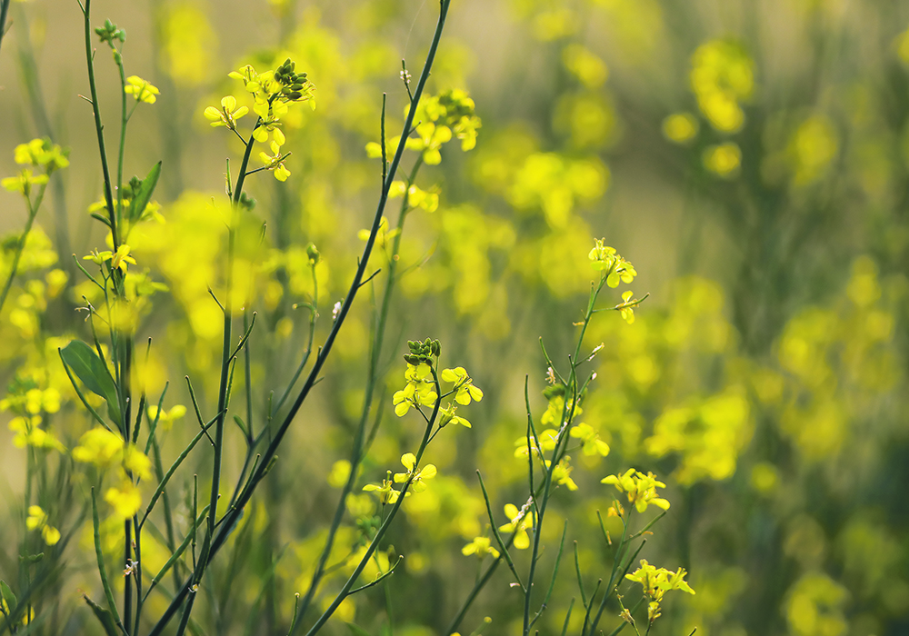 MustGrow Biologics Corp. uses mustard grown in Saskatchewan and Alberta to make TerraSante, a bio-fertility product.  |  Getty Images
