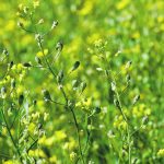 Global Clean Energy owns 20 patented spring and winter varieties of camelina. One of the newest varieties has confirmed resistance to imazamox and imazethapyr, the active ingredients in BASF’s Beyond and Pursuit Group 2 herbicides. | File photo