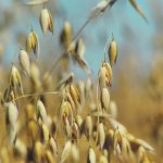 Canada may have a natural advantage in producing a crop like oats. Maybe Canada increasing its production of oats makes more environmental sense than a country like Mexico growing its own supply. | File photo