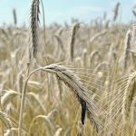 Even though some ergot can be detected in a rye field, grain samples might be clean enough for the distiller market | Ed White photo