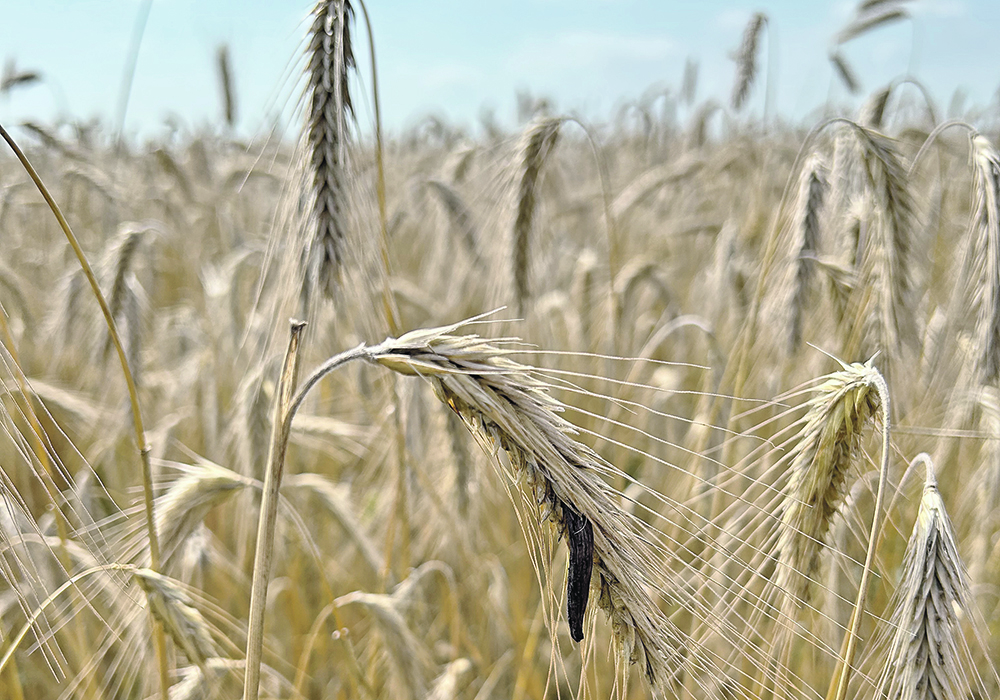 Even though some ergot can be detected in a rye field, grain samples might be clean enough for the distiller market  |  Ed White photo