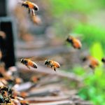 Commercial beekeepers buy sugar by the semi-load. In August and September Canadian beekeepers are the largest sugar buyers in the country. | File photo
