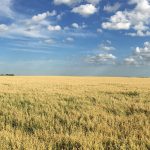 With both foreign markets and new product categories like oat milk continuing to expand, farmers, processors, grain companies and others at the Prairie Oat Growers Association annual meeting were overwhelmingly optimistic about the future. | File photo