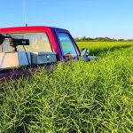 Robust demand has easily kept pace with canola production, but there have been unusually severe production problems over the past five years. Photo taken near Radisson, Sask. by Corey Loessin @405farmer