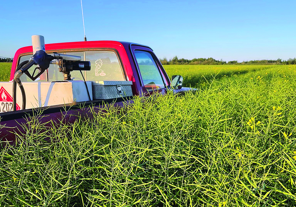 Robust demand has easily kept pace with canola production, but there have been unusually severe production problems over the past five years. Photo taken near Radisson, Sask. by Corey Loessin @405farmer
