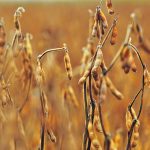 Todd Hultman of DTN is forecasting an average spot soybean price of US$13.50 per bushel for the year, with a range of $12 to $15. | File photo