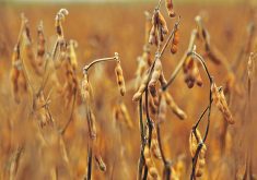 Todd Hultman of DTN is forecasting an average spot soybean price of US$13.50 per bushel for the year, with a range of $12 to $15.  |  File photo