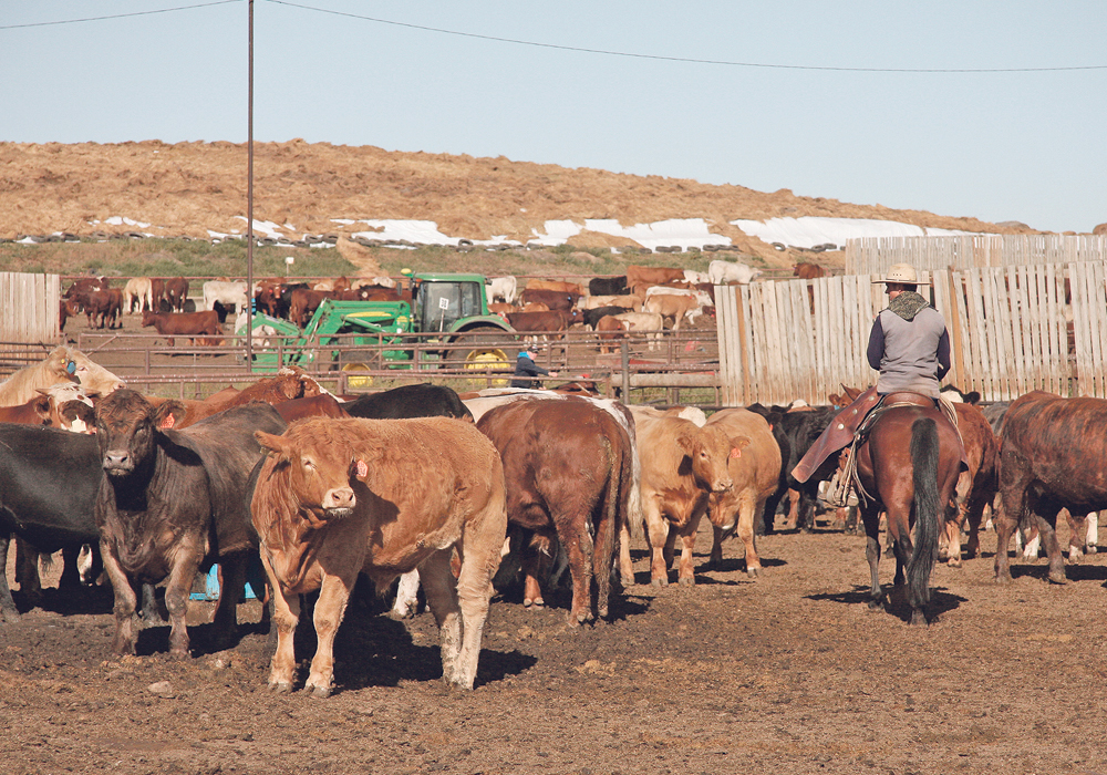 The recently-published document identifies improved management, diet reformulation, feed additives, growth promoters and other innovative strategies as eligible projects. A proponent who uses one of these strategies could also implement genetic selection as a greenhouse gas mitigation activity. | File photo