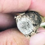 On the Prairies, verticillium is most common in Manitoba, where it appeared in 40 percent of canola fields in 2022. | File photo