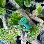 Striped flea beetles typically become active two weeks earlier than the crucifer flea beetle. This image of striped flea beetles on volunteer canola was taken this spring at an Ag Canada research plot near Saskatoon, Sask. Photo: Tyler Wist