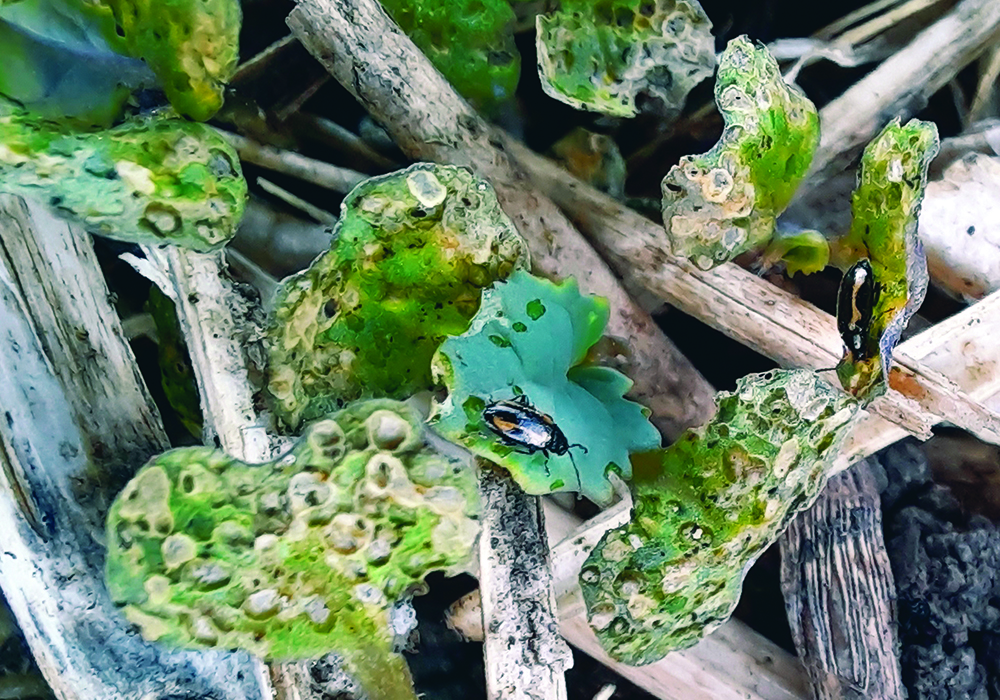 Striped flea beetles typically become active two weeks earlier than the crucifer flea beetle. This image of striped flea beetles on volunteer canola was taken this spring at an Ag Canada research plot near Saskatoon, Sask. Photo: Tyler Wist