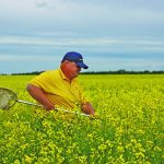 Keith Gabert of Canola Council of Canada sweeps a canola field just before giving a talk on canola during the Battle River Research Group’s field day. Photo: Mary MacArthur