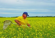 Keith Gabert of Canola Council of Canada sweeps a canola field just before giving a talk on canola during the Battle River Research Group’s field day. Photo: Mary MacArthur