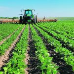 Only 5,000 acres of dry beans are grown in Sask., including this field of CDC Blackstrap. | Jeff Ewen photo