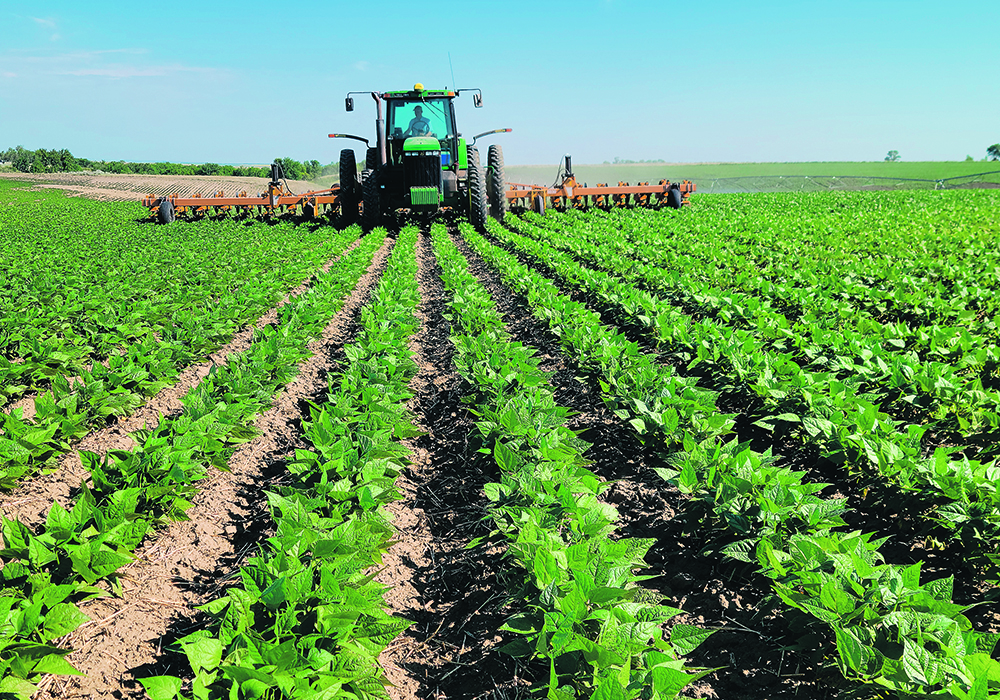 Only 5,000 acres of dry beans are grown in Sask., including this field of CDC Blackstrap.  |  Jeff Ewen photo