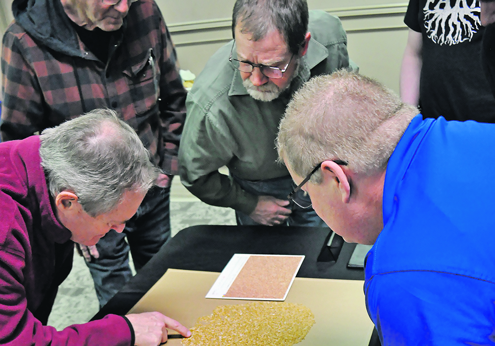 Baillie Shewkenek, left, examines a wheat sample against the Canadian Grain Commission’s official grading photos with Joey Vanneste, right, looking on.  |  Alex McCuaig photo