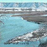 Unusually large sandbars have formed in the South Saskatchewan River as the low stream flows that began in early summer continue to plague waterbodies across Alberta. The province currently lists 51 water advisories. | Alex McCuaig photo