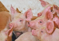 Earlier this year, American authorities started requiring a veterinary export certificate for certain cull sows coming out of Manitoba, following a rise in Seneca Valley virus cases at U.S. packing plants, said Jenelle Hamblin, Manitoba Pork’s director of swine health. | File photo