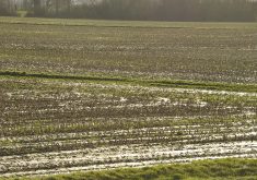 Planting in France, which is the largest producer of the crop, has been delayed due to excessive moisture. The French ministry of agriculture is forecasting a five percent drop in seeded area in that country, according to Annachiara Saguatti, analyst with Arete, an Italian agri-food intelligence company. | Getty Images