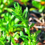 CoverCress will be used as a feedstock for the renewable diesel sector. It can be grown on farmland that is sitting fallow in the U.S. Midwest between fall harvest and spring planting and is being adapted for cooler climates. | File photo