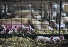 The U.S. is considering a voluntary country of origin labeling scheme that would require any meat, poultry or eggs labelled as a U.S. product to be derived from animals raised and slaughtered in the country, not just processed there, as current rules allow. | Reuters photo