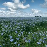 Oil World estimates global flax production at 2.94 million tonnes, a 21 percent reduction from the previous year. | File photo