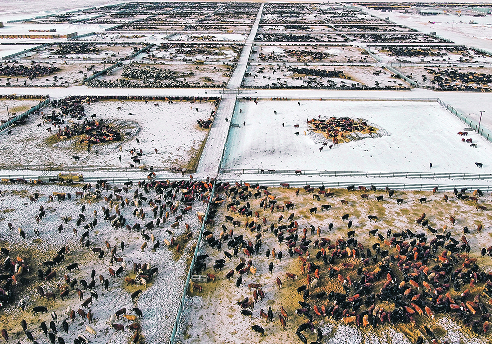 Rimrock Renewables Ltd. plans to construct a 102-acre facility to process cattle manure from the nearby Rimrock Feeders feedlot to produce renewable natural gas for about 6,000 homes. It is expected to be the largest of its kind in North America. | Mike Sturk photo