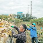 GM corn will be allowed on around 1.66 million acres in eight provinces next year, including the northeastern province of Liaoning for the first time, said one source, who was briefed on a proposal discussed at a meeting held by the agriculture ministry last month. | Reuters photo