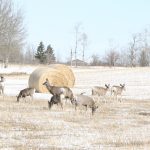 Joann Skilnick, director of wildlife for the environment ministry, said the decline after the Trespass to Property Act came into force Jan. 1, 2022, was the first in years. | File photo