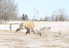 Joann Skilnick, director of wildlife for the environment ministry, said the decline after the Trespass to Property Act came into force Jan. 1, 2022, was the first in years. | File photo