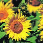 Disease and mould weren’t a major problem in Manitoba sunflower crops this year. | File photo