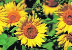 Disease and mould weren’t a major problem in Manitoba sunflower crops this year.  |  File photo