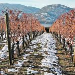 British Columbia implemented the Agricultural Land Reserve in 1973 to address concerns about food security as an increasing amount of farmland was lost to urban or commercial development. | File photo