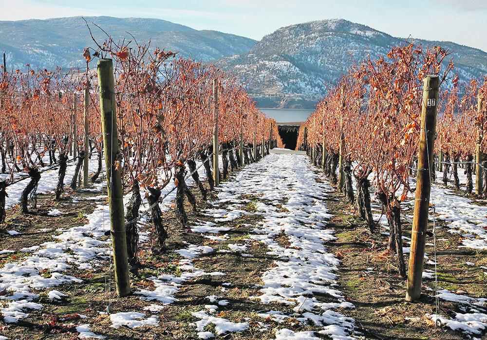 British Columbia implemented the Agricultural Land Reserve in 1973 to address concerns about food security as an increasing amount of farmland was lost to urban or commercial development.  |  File photo
