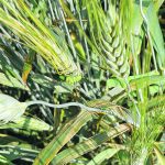 Bacterial leaf streak has an impact on late stage crops but can also appear in the three to five leaf stage. | Michael Harding photo
