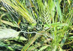 Bacterial leaf streak has an impact on late stage crops but can also appear in the three to five leaf stage.  |  Michael Harding photo