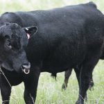 A lot can happen between the semen evaluation date and breeding, particularly with young bulls. | File photo