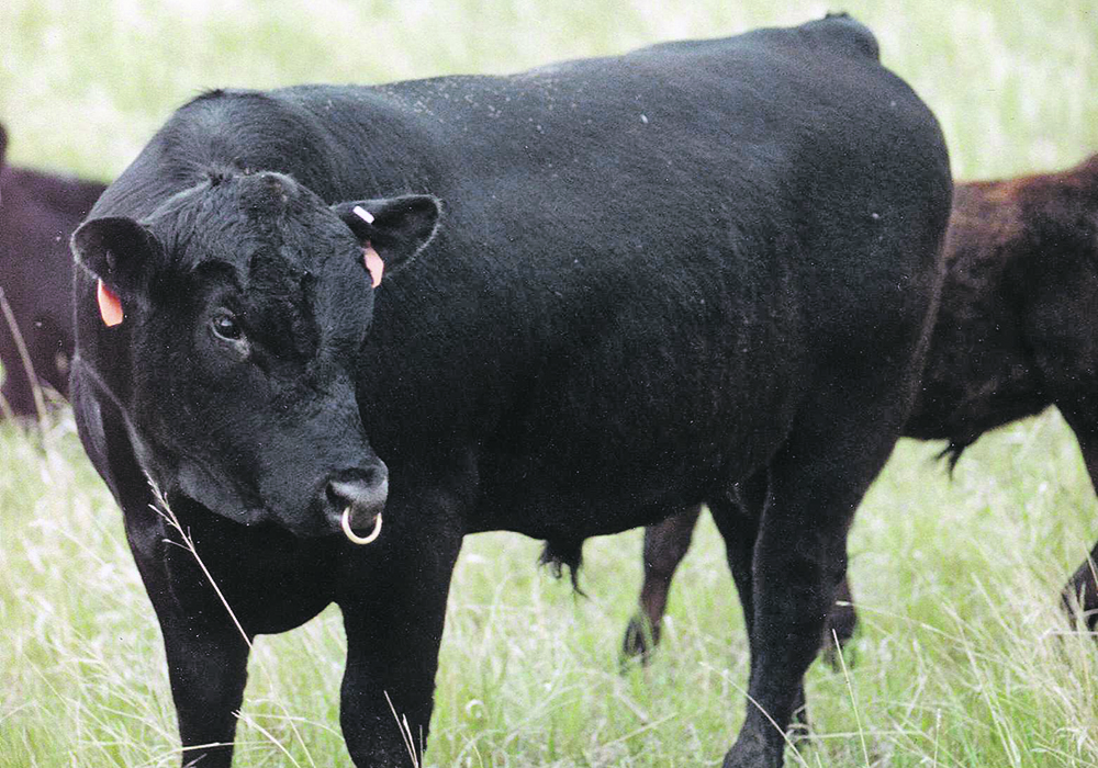 A lot can happen between the semen evaluation date and breeding, particularly with young bulls.  |  File photo