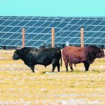 The Canadian Cattle Association expects to release a progress report in the new year on the sector’s efforts to reduce methane emissions. In the meantime, it waits for consultations on the federal plan slated for January. | Mike Sturk photo