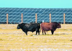 The Canadian Cattle Association expects to release a progress report in the new year on the sector’s efforts to reduce methane emissions. In the meantime, it waits for consultations on the federal plan slated for January.  |  Mike Sturk photo