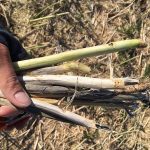 University of Alberta scientists will soon publish a Canadian estimate to nail down what verticillium means for yield. | Canola Council of Canada photo