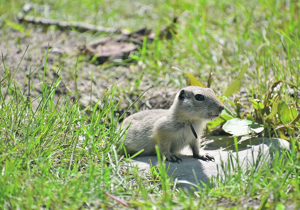 The loss of strychnine and the dry conditions have combined to keep gopher populations strong. | File photo
