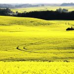 Two farm groups present different visions of the industry, with the National Farmers Union warning of an emissions crisis while Grain Farmers of Ontario paints a powerful economic picture. | File photo