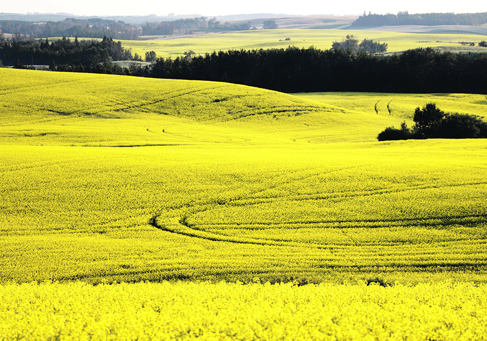 Two farm groups present different visions of the industry, with the National Farmers Union warning  of an emissions crisis while Grain Farmers of Ontario paints a powerful economic picture. | File photo