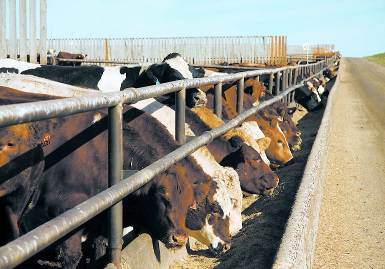 Cattle futures moderate, but prices should remain strong The Western